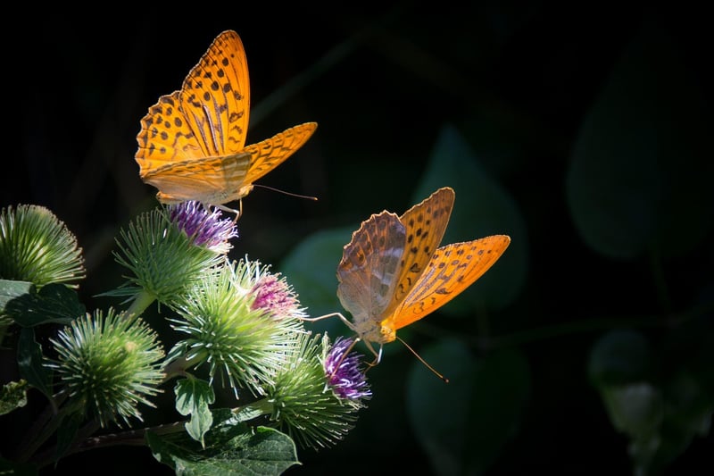 Butterfly in Garden