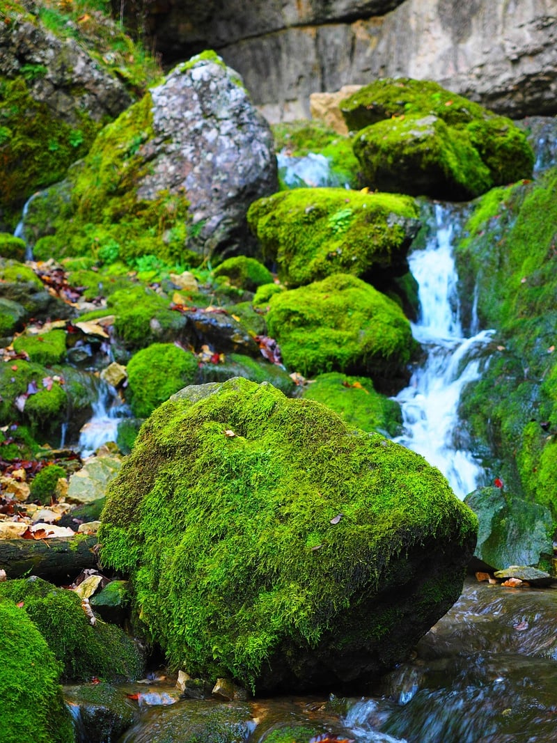 Moss Art